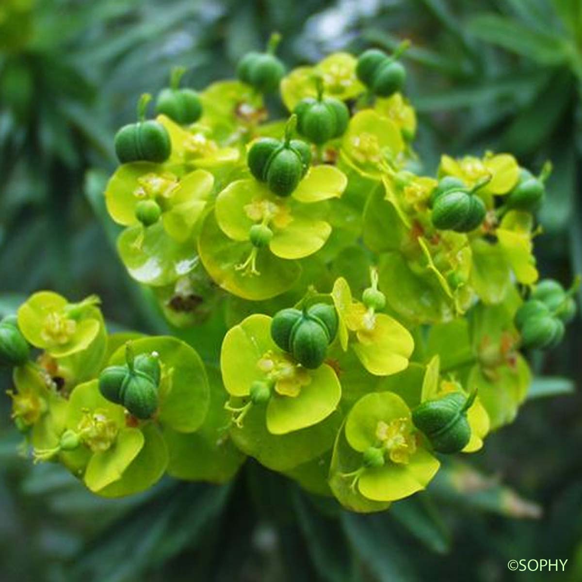 Euphorbe arborescente - Euphorbia dendroides