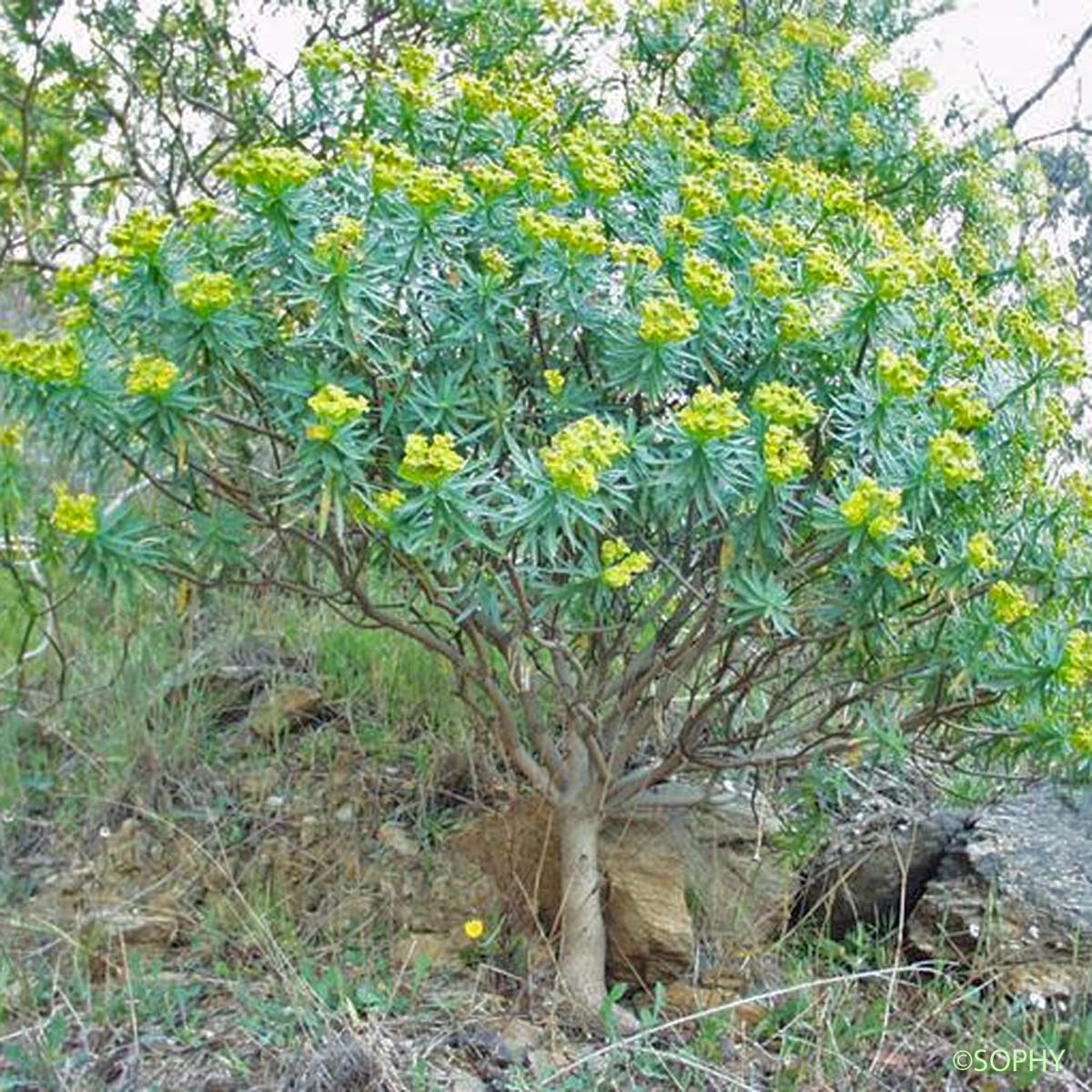 Euphorbe arborescente - Euphorbia dendroides