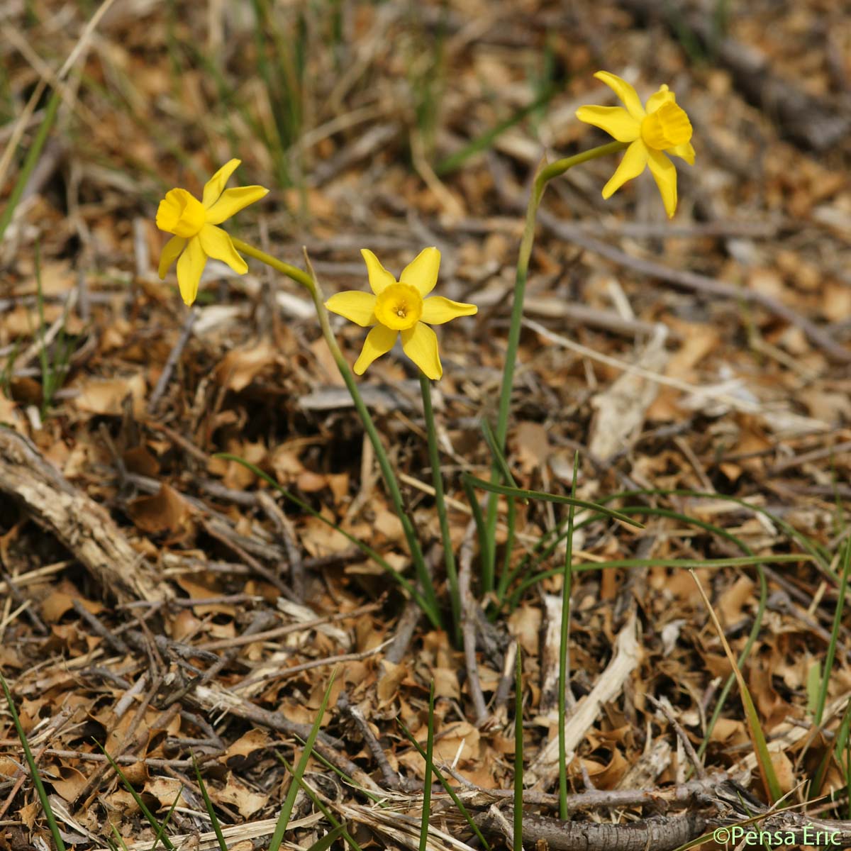 Narcisse d'Asso - Narcissus assoanus