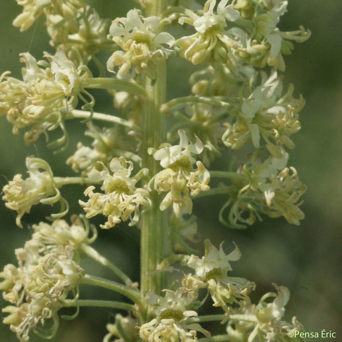 Réséda jaune - Reseda lutea subsp. lutea