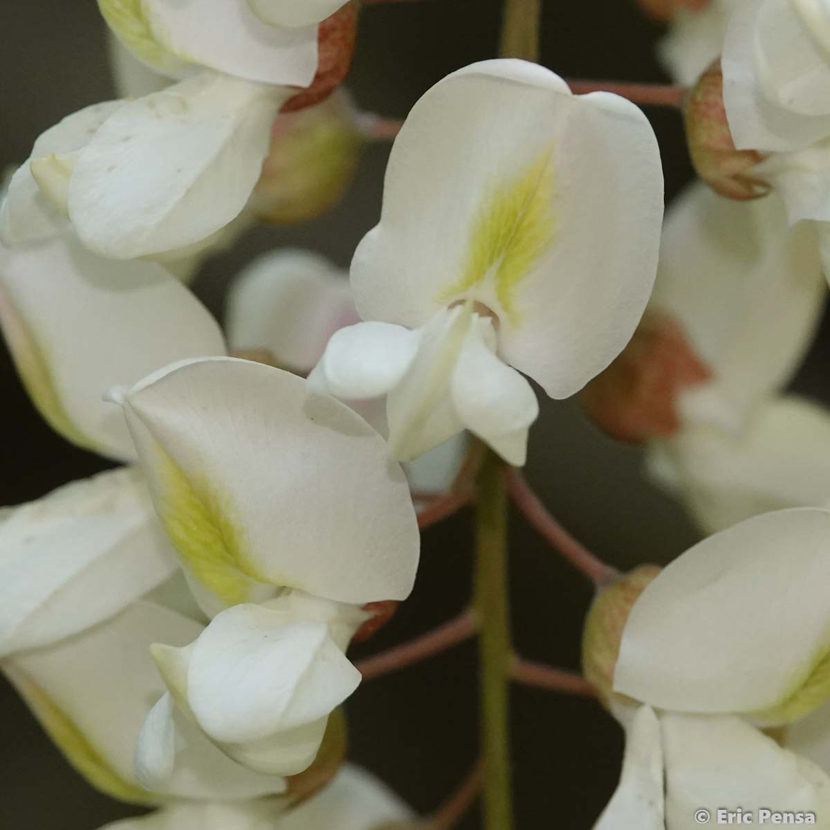 Acacia - Robinia pseudoacacia