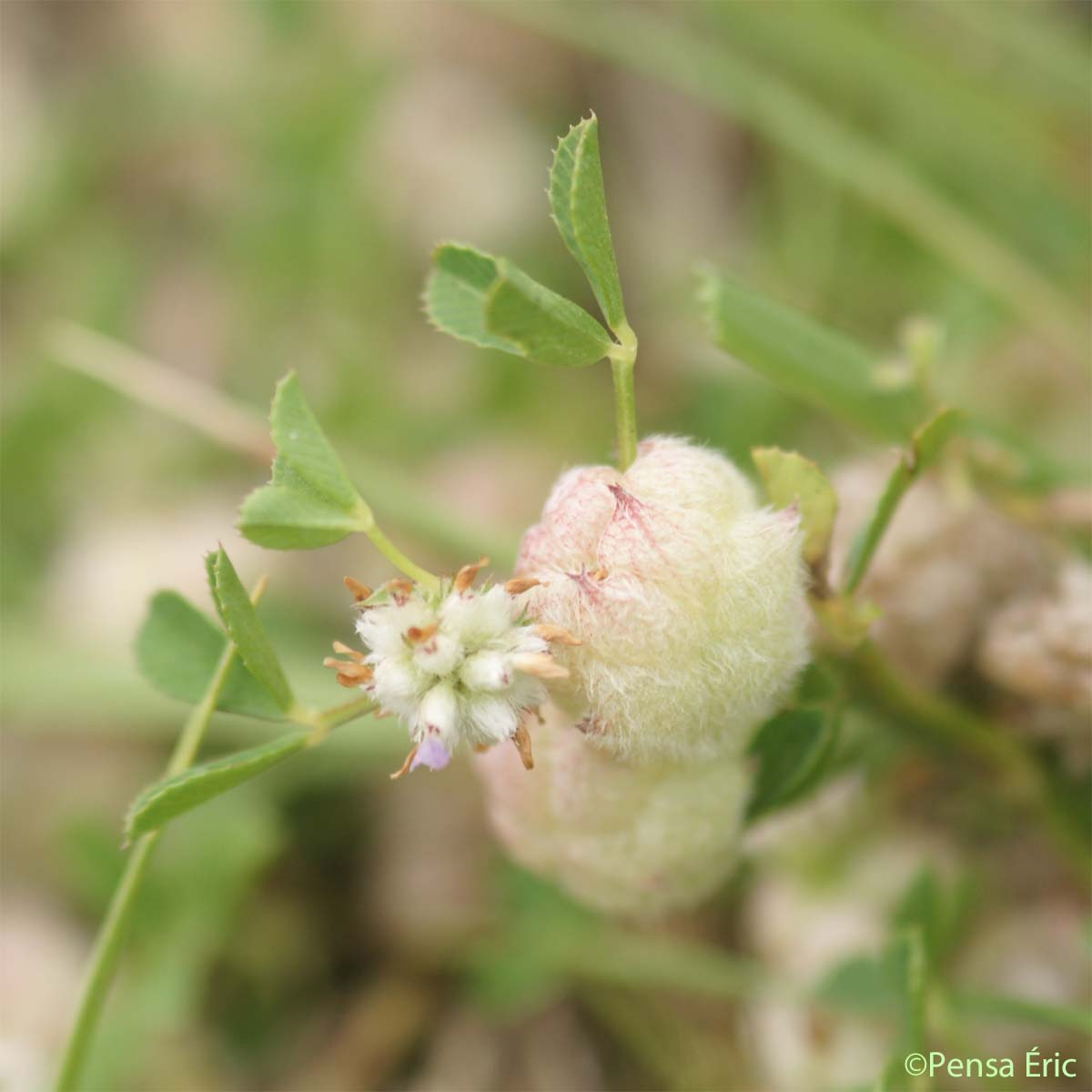 Trèfle cotonneux - Trifolium tomentosum
