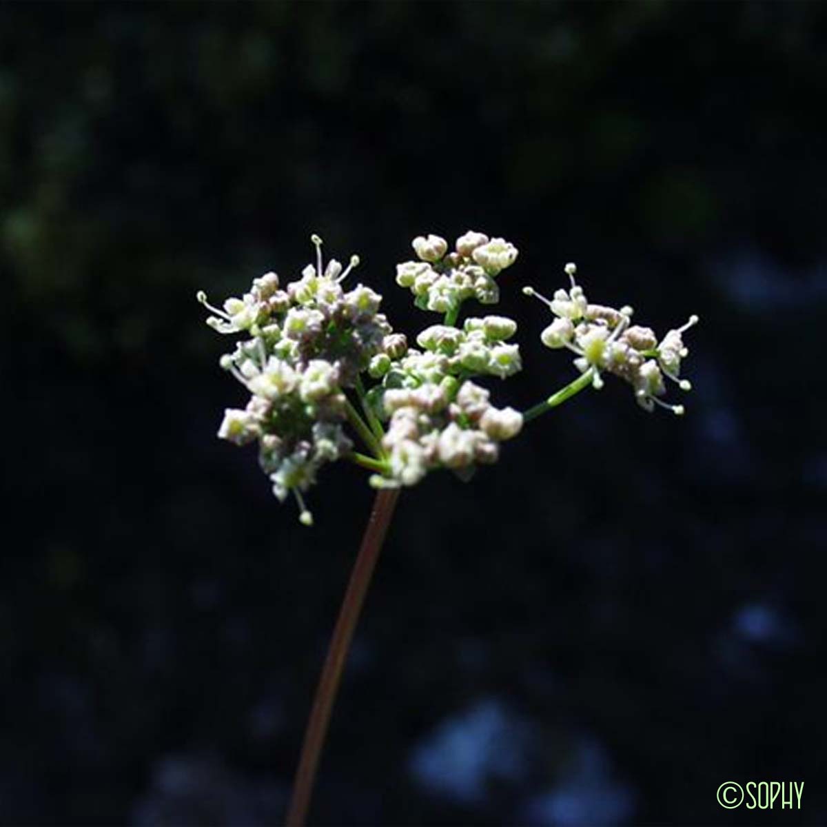 Trinie glauque - Trinia glauca subsp. glauca