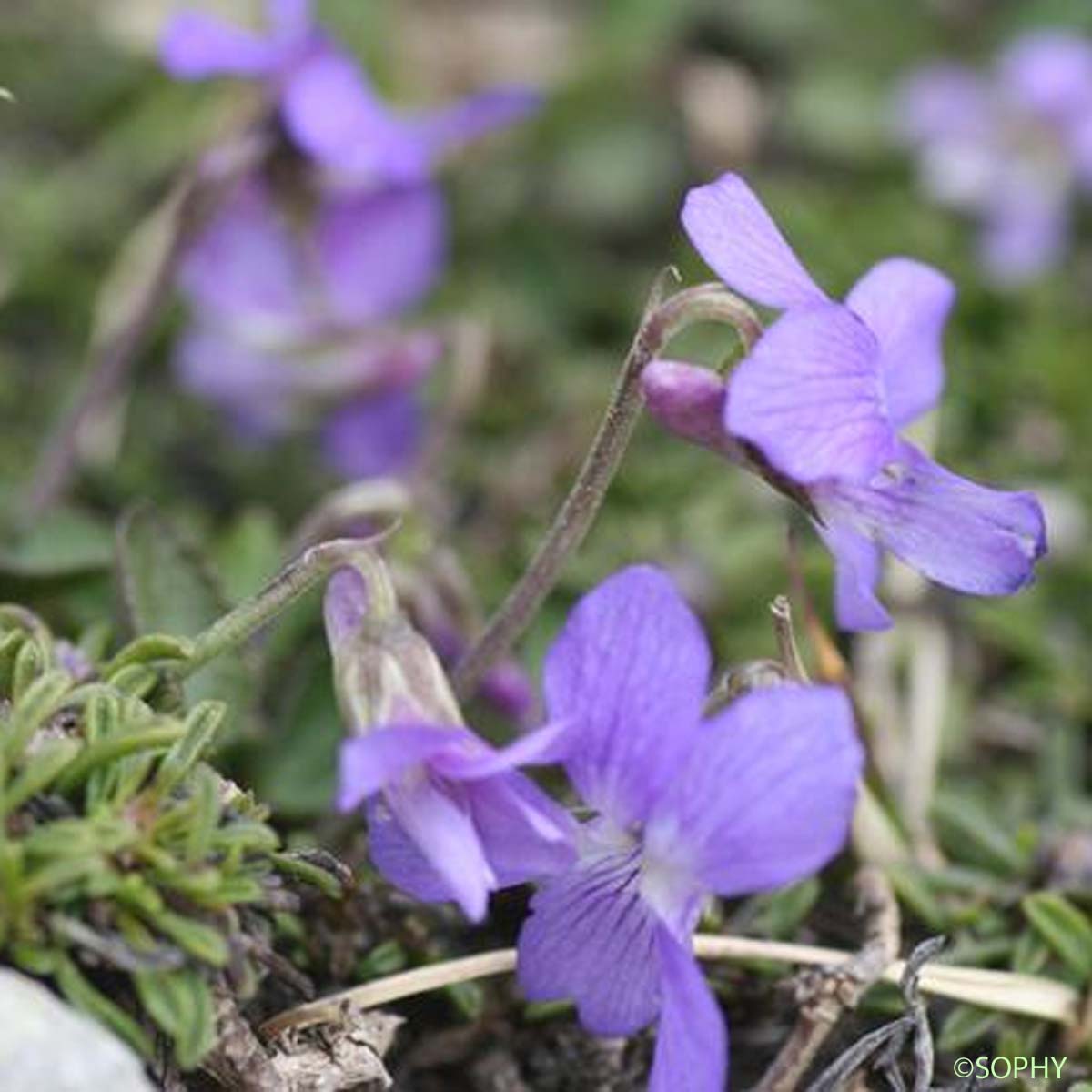 Violette des Pyrénées - Viola pyrenaica