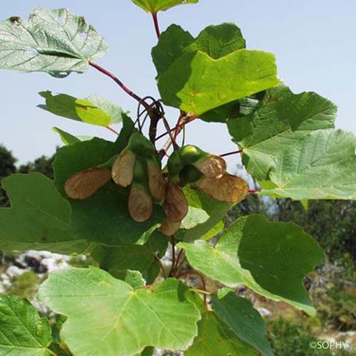 Érable d'Italie - Acer opalus subsp. opalus