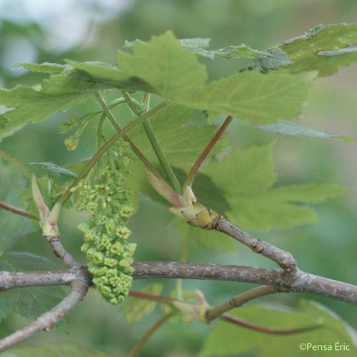 Érable sycomore - Acer pseudoplatanus