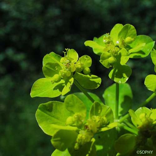 Euphorbe droite - Euphorbia stricta