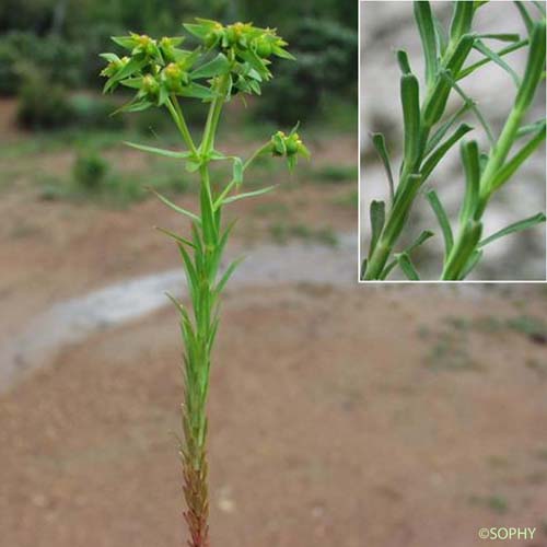 Euphorbe droite - Euphorbia stricta