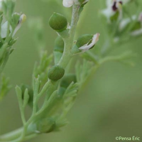 Fumeterre à petites fleurs - Fumaria parviflora