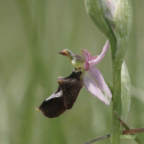 Ophrys de la Drôme - Ophrys saratoi