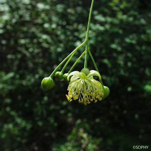Tilleul commun - Tilia × europaea