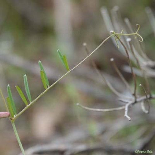 Vesce à feuilles étroites - Vicia angustifolia