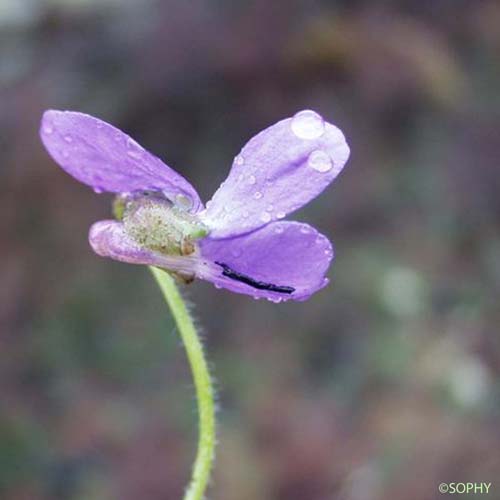 Violette des rochers - Viola rupestris