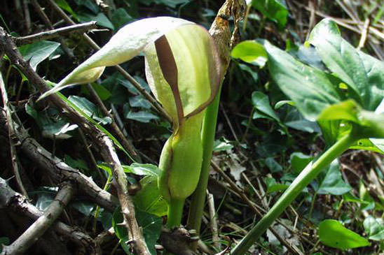 Arum tacheté - Arum maculatum 