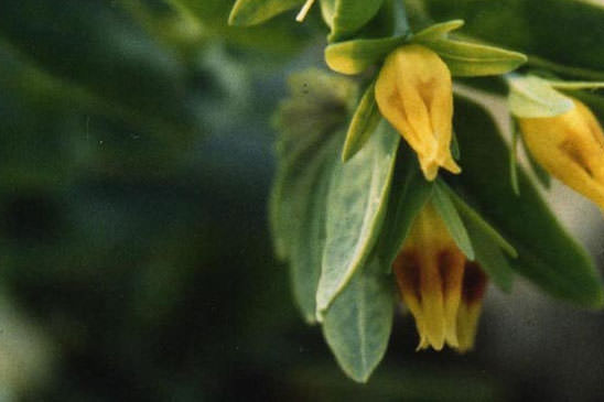 Cérinthe glabre - Cerinthe glabra subsp. glabra