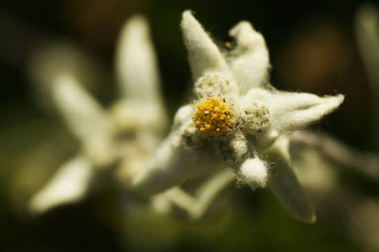Edelweiss - Leontopodium nivale subsp. alpinum