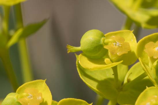 Euphorbe de Séguier - Euphorbia seguieriana subsp. seguieriana