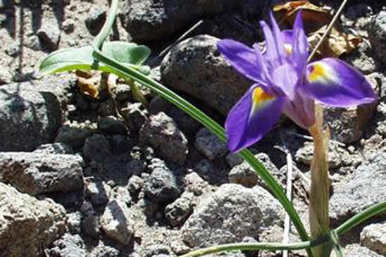 Iris faux Sisyrhinque - Moraea sisyrinchium 