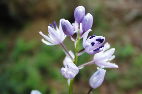 Jacinthe des Pyrénées - Tractema lilio-hyacinthus 