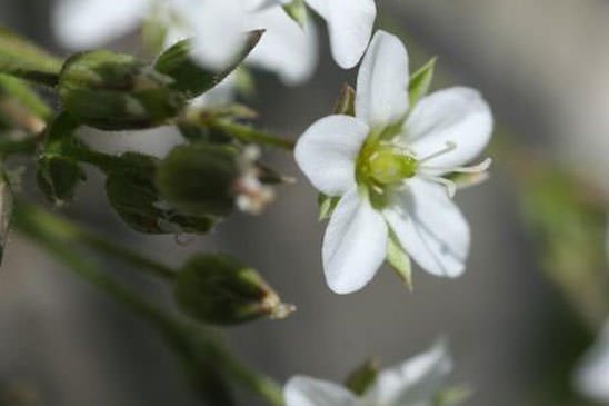 Minuartie de printemps - Minuartia verna subsp. verna