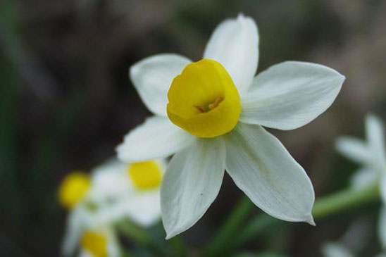 Narcisse à bouquets - Narcissus tazetta 