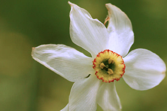 Narcisse des poètes - Narcissus poeticus 