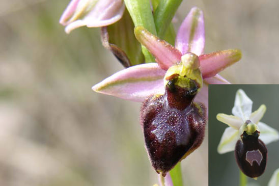 Ophrys brillant - Ophrys arachnitiformis 