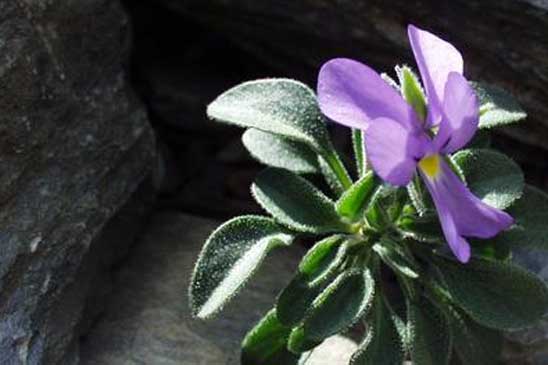 Pensée de Lapeyrouse - Viola diversifolia 
