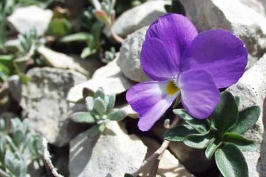 Pensée du mont Cenis - Viola cenisia 