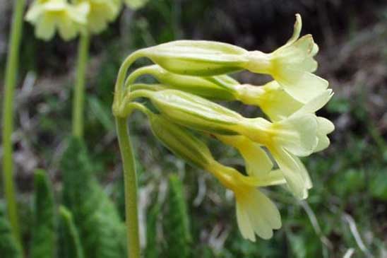 Primevère intriquée - Primula elatior  subsp. intricata