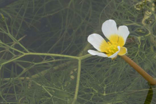 Renoncule aquatique - Ranunculus aquatilis 