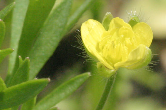 Renoncule des champs - Ranunculus arvensis 