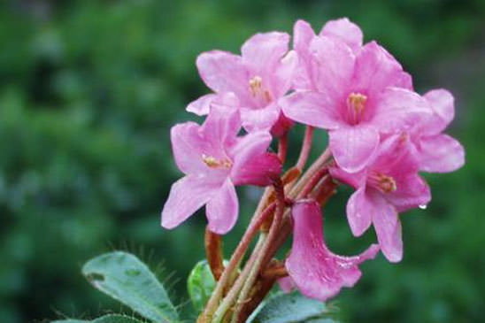 Rhododendron cilié - Rhododendron hirsutum 