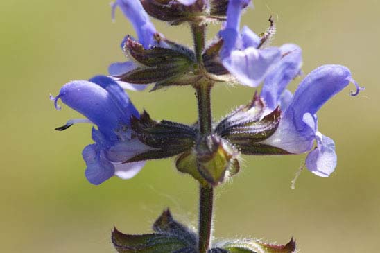 Sauge fausse-verveine - Salvia verbenaca subsp. clandestina
