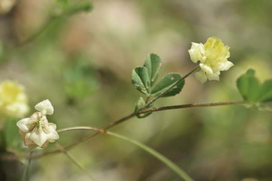 Trèfle champêtre - Trifolium campestre 