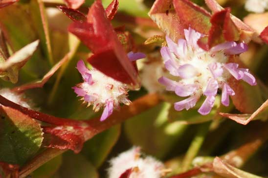 Trèfle cotonneux - Trifolium tomentosum 