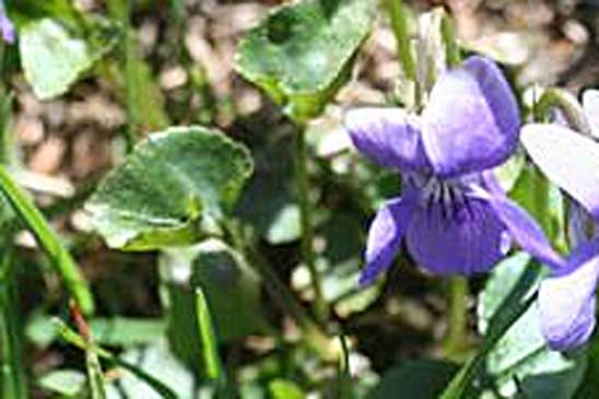 Violette des marais - Viola palustris 