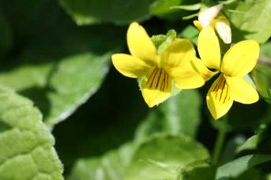 Pensée à deux fleurs - Viola biflora 