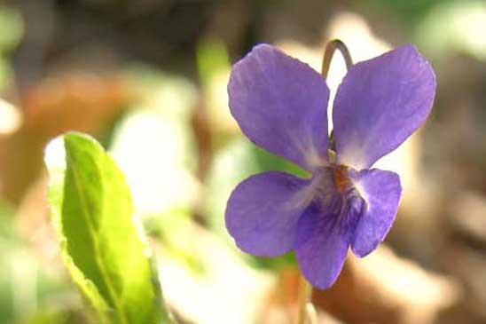 Violette odorante - Viola odorata 