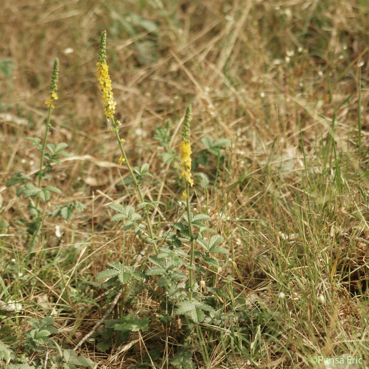 Aigremoine Eupatoire - Agrimonia eupatoria subsp. grandis