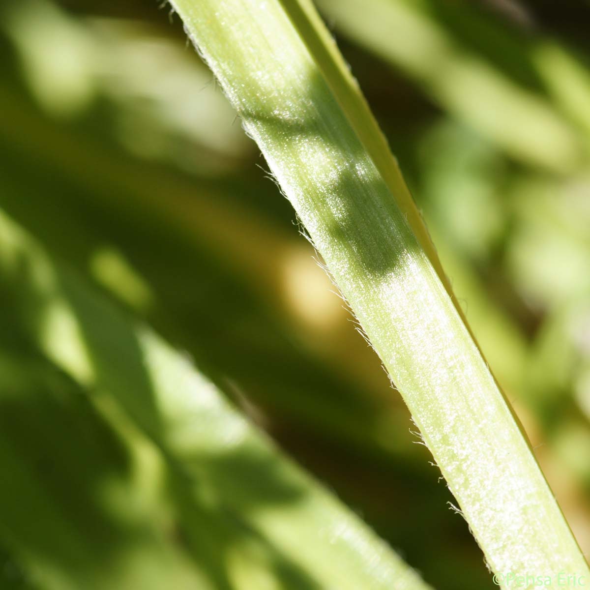 Ail cilié - Allium subhirsutum subsp. subhirsutum