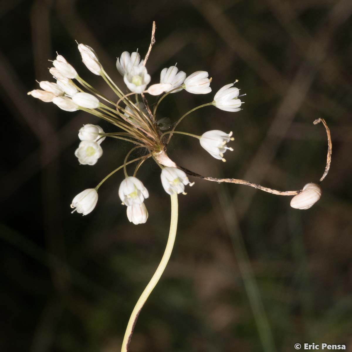 Ail des champs - Allium oleraceum