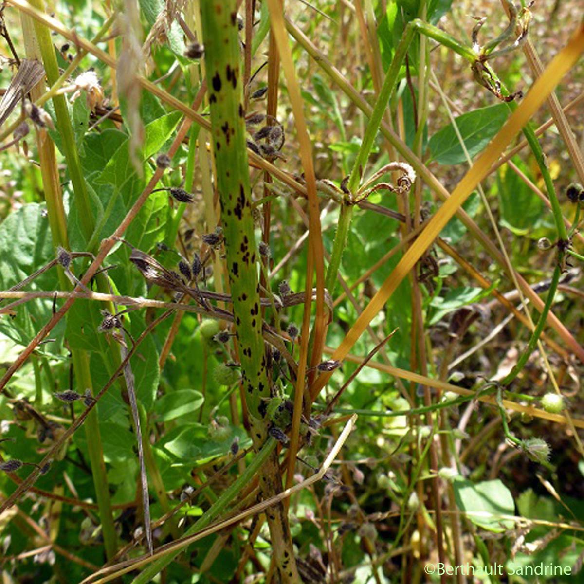 Ail des vignes - Allium vineale
