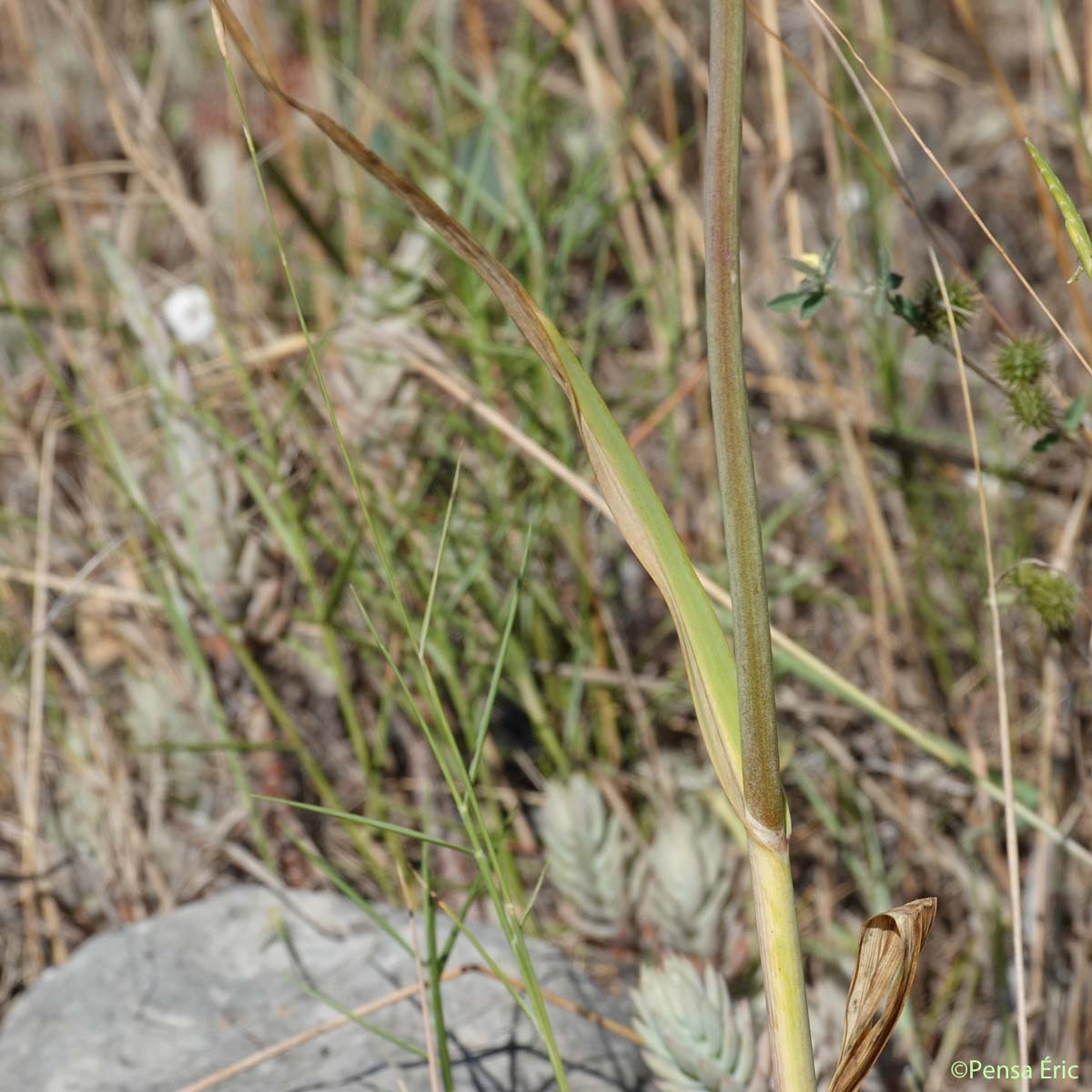Ail Faux-Poireau - Allium ampeloprasum