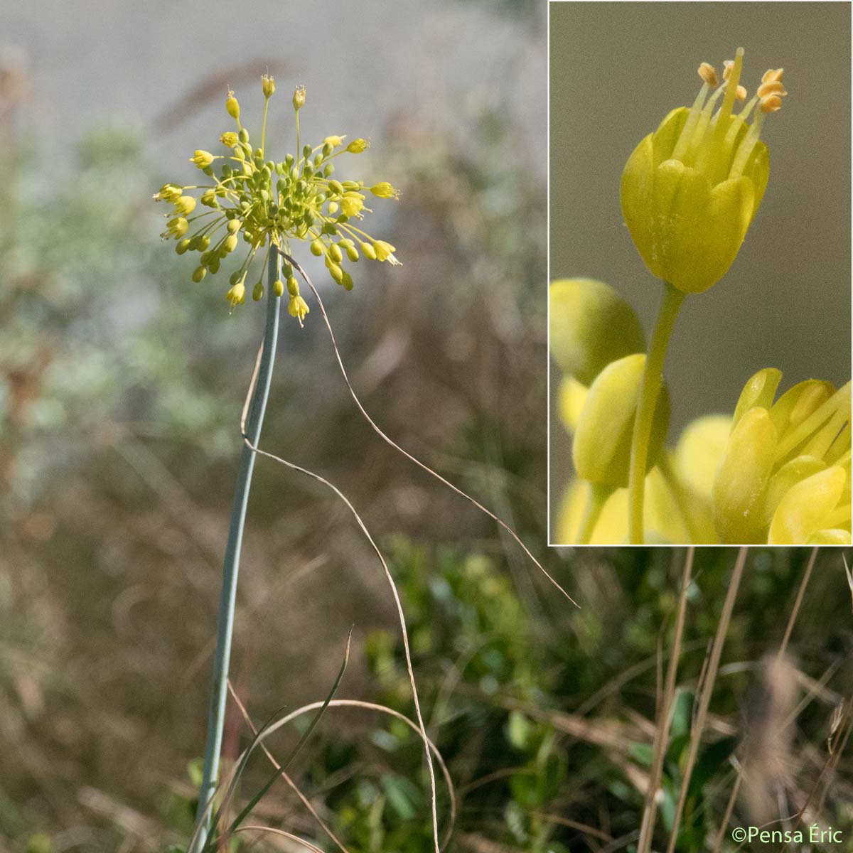 Ail jaune - Allium flavum