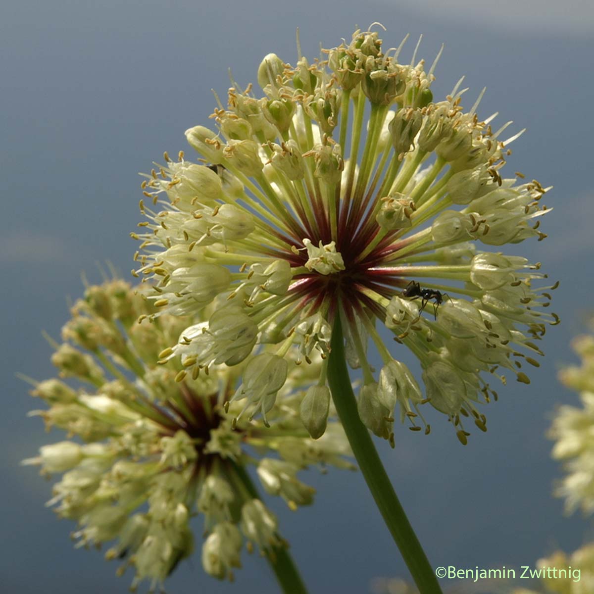 Ail victorial - Allium victorialis