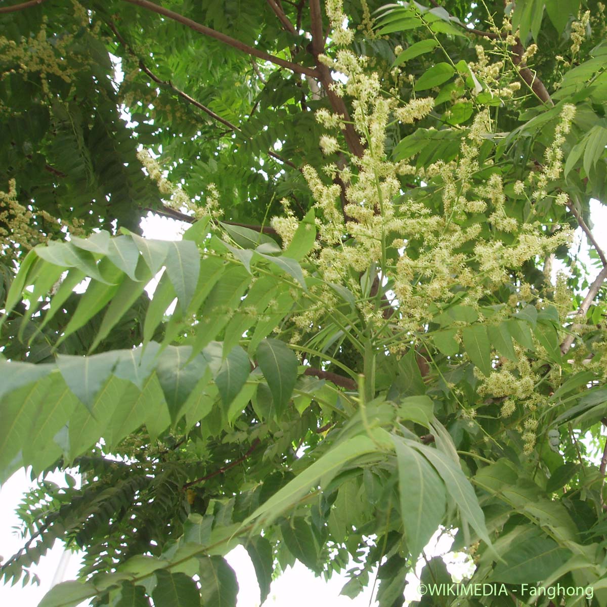Ailante - Ailanthus altissima