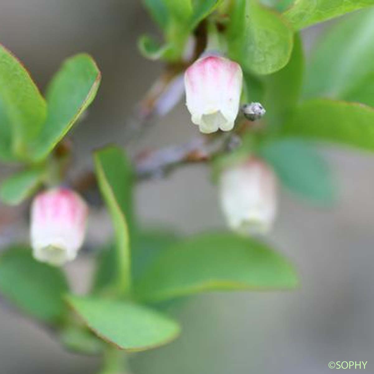 Airelle à petites feuilles - Vaccinium uliginosum subsp. microphyllum