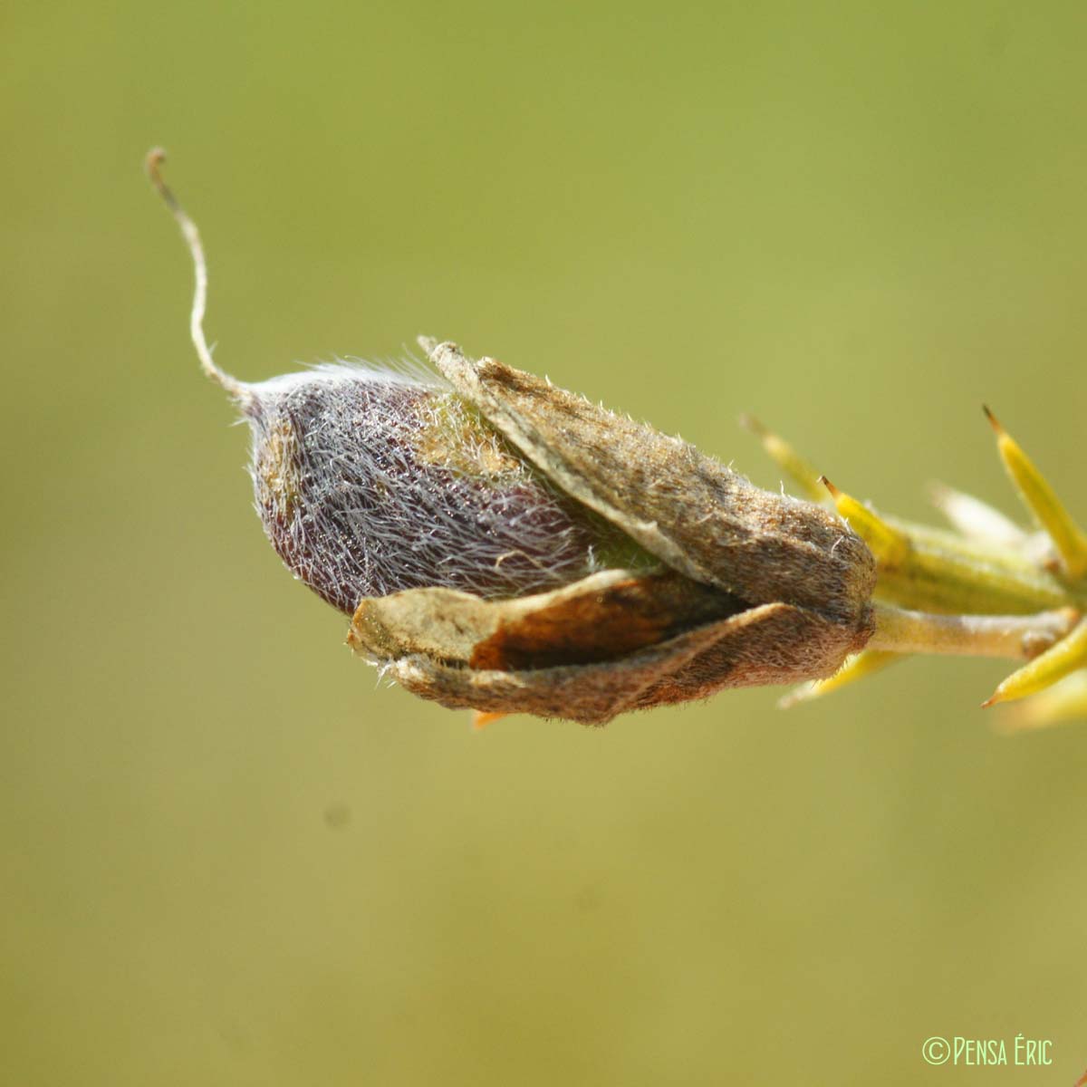 Ajonc de Provence - Ulex parviflorus subsp. parviflorus
