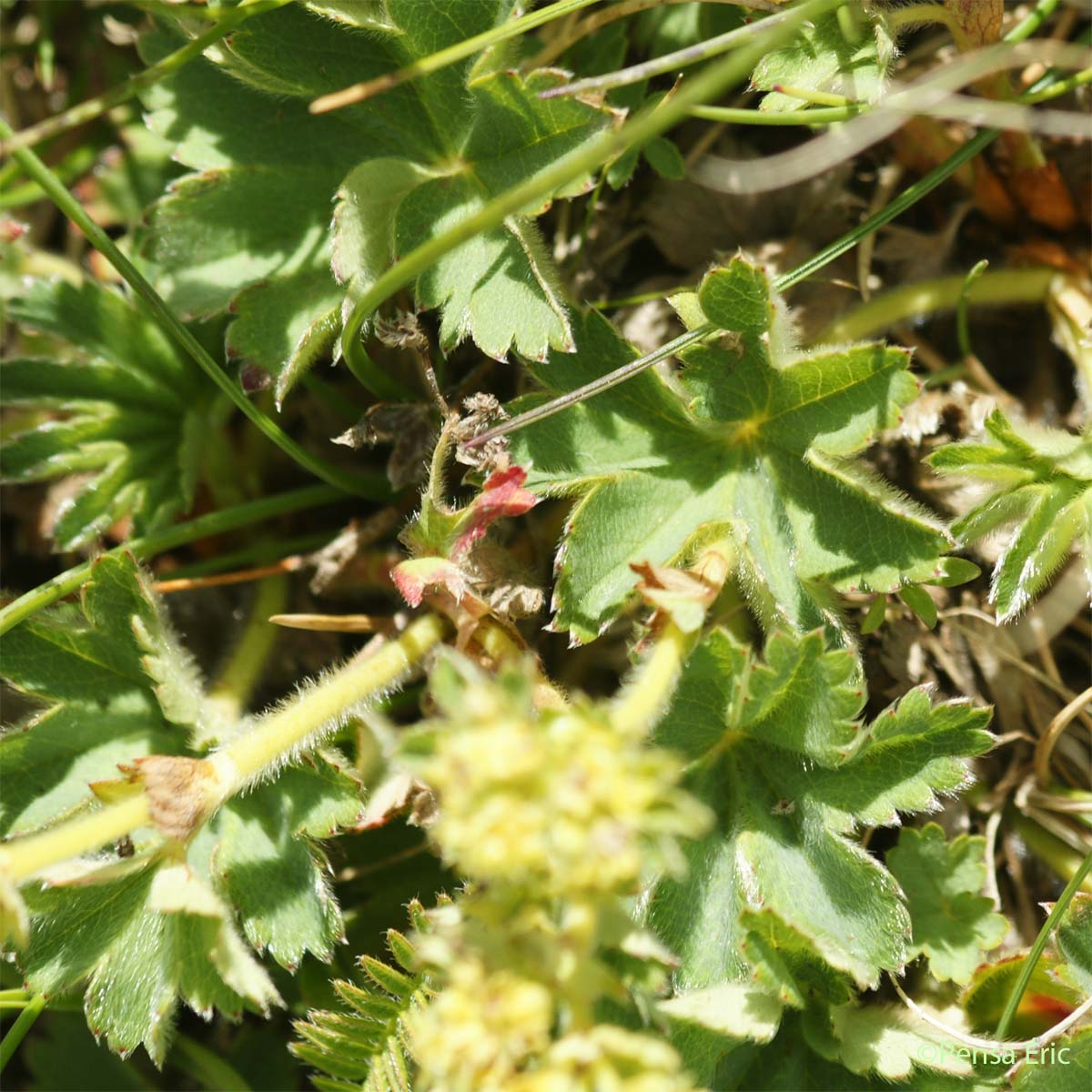 Alchémille à feuilles en éventail - Alchemilla flabellata